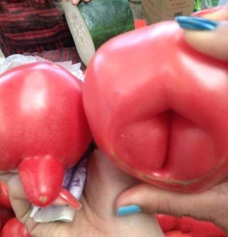 情侣蔬菜 情侣蔬菜