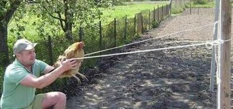 愤怒的老母鸡 愤怒的老母鸡