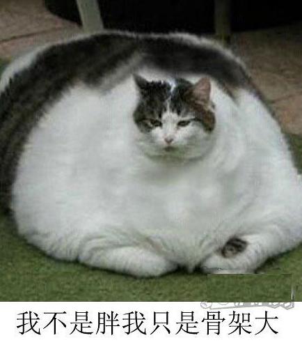 我不是胖我只是骨架大 我不是胖我只是骨架大