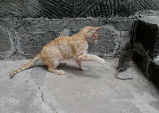 我家猫咪发现一只老鼠 我家猫咪发现一只老鼠