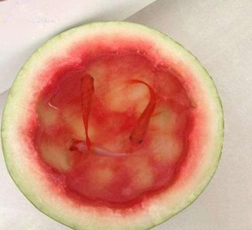 换了个鱼缸感觉好多了 换了个鱼缸感觉好多了