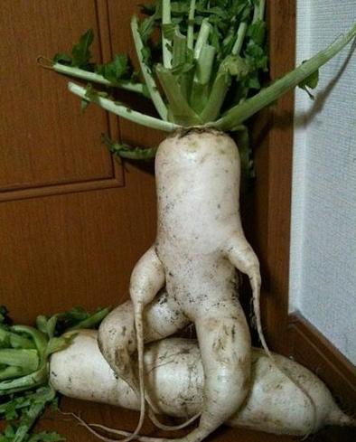 据说它是在蹲坑的时候被拔出来的 据说它是在蹲坑的时候被拔出来的