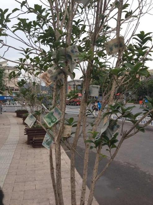 摇钱树啊 摇钱树啊