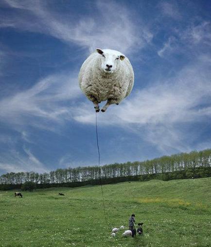 放羊的娃 放羊的娃