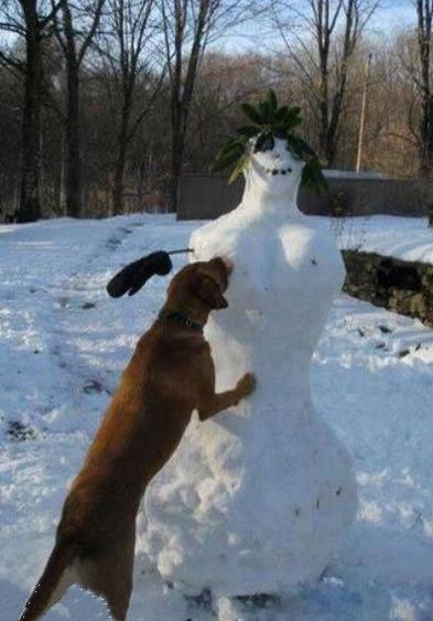 无节操汪星人 无节操汪星人