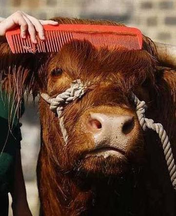 无论什么情况都不能乱了发型 无论什么情况都不能乱了发型