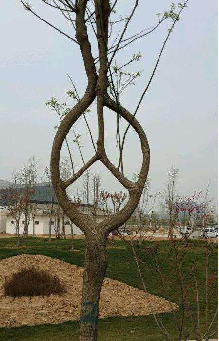 有人知道这是什么牌子的树吗 有人知道这是什么牌子的树吗