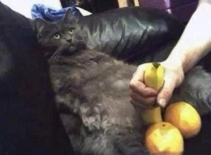 有没有考虑过喵的感受 有没有考虑过喵的感受