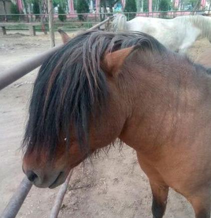 杀马特真正的代言人 杀马特真正的代言人