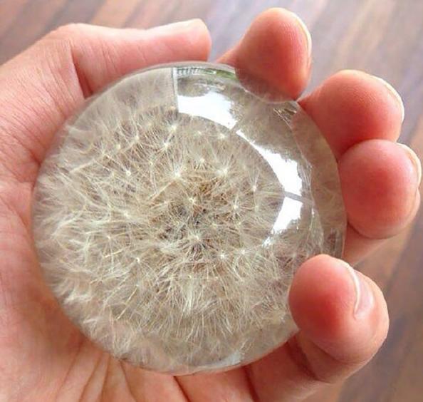 树脂里的蒲公英 树脂里的蒲公英