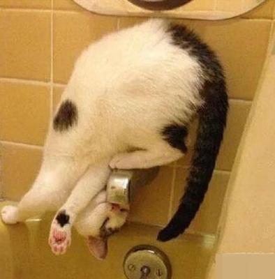 此喵获得了喵界花样喝水大赛第一名 此喵获得了喵界花样喝水大赛第一名