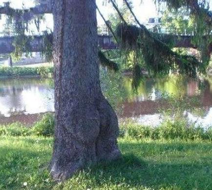 此树成功吸引了一批屌丝男士 此树成功吸引了一批屌丝男士