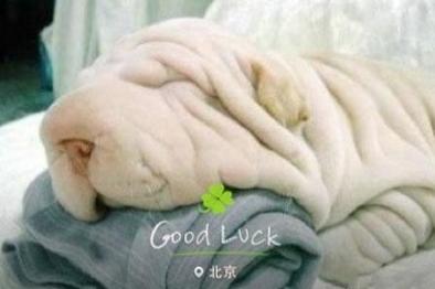 此狗已经被误投入洗衣机N次 此狗已经被误投入洗衣机N次