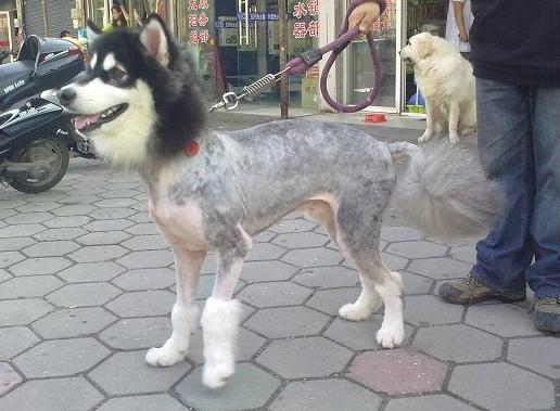 毫无违和感的新造型 毫无违和感的新造型