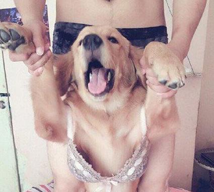 求狗狗的心理阴影面积 求狗狗的心理阴影面积