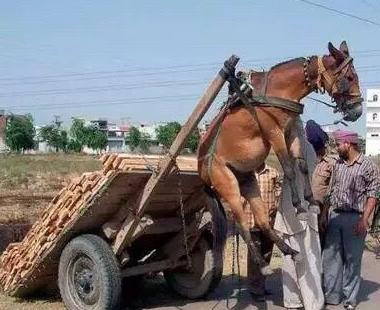 求马的心理阴影 求马的心理阴影