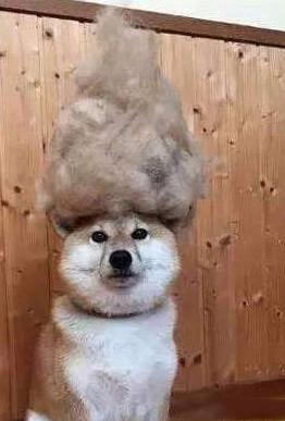 汪星人好像对新发型不太满意 汪星人好像对新发型不太满意