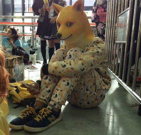 汪星人已经完胜猫星人了 汪星人已经完胜猫星人了