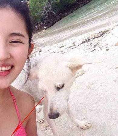 汪星人很会抓重点啊 汪星人很会抓重点啊