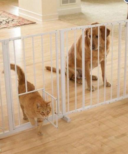 汪星人的内心一定是崩溃的 汪星人的内心一定是崩溃的