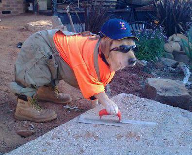 汪星人终于找到了一份好工作 汪星人终于找到了一份好工作