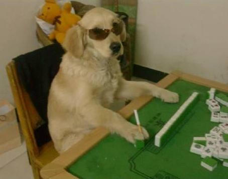 汪星人麻将打的不错啊 汪星人麻将打的不错啊