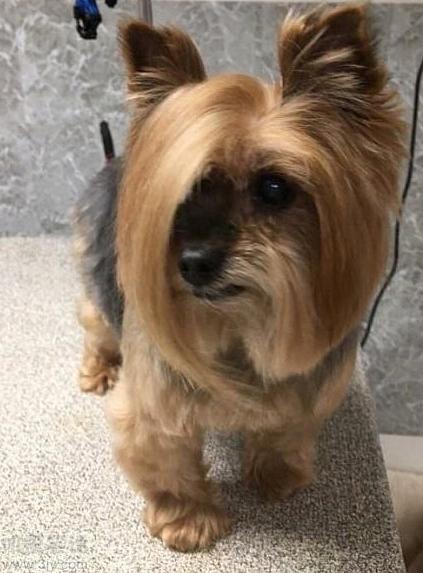 汪星界最时尚的发型 汪星界最时尚的发型