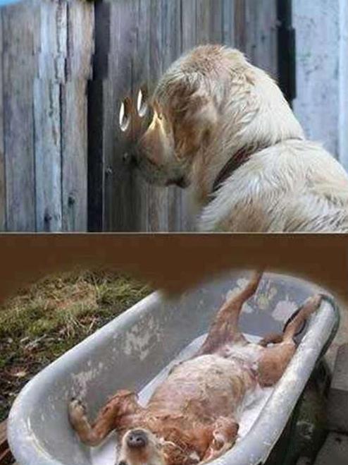 汪星界的偷窥者 汪星界的偷窥者