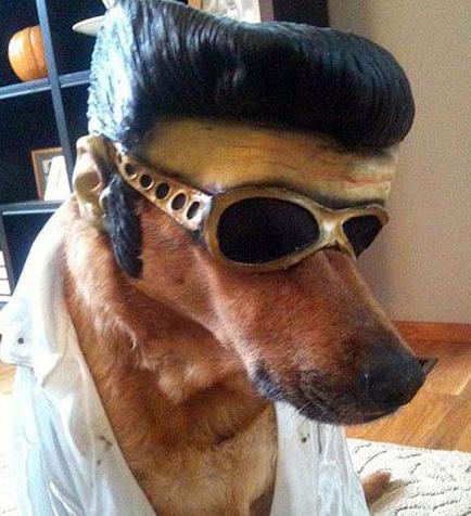 汪界的猫王 汪界的猫王