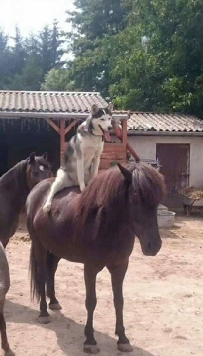 没有什么是朕驾驭不了的 没有什么是朕驾驭不了的