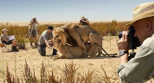 狮子动作片拍摄现场 狮子动作片拍摄现场