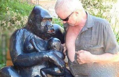 猩猩妈妈呆呆的看着一个二逼 猩猩妈妈呆呆的看着一个二逼