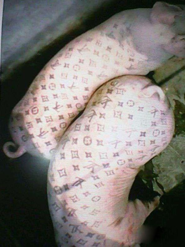 猪也走国际线了 猪也走国际线了