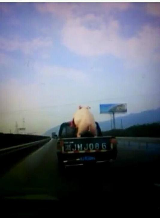 猪哥你可站稳了啊 猪哥你可站稳了啊