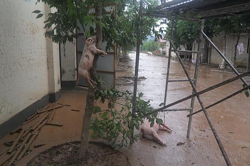 猪终于上树了...看来男人也可以依靠了 猪终于上树了...看来男人也可以依靠了