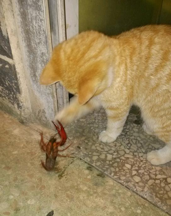 猫咪与龙虾斗智斗勇 猫咪与龙虾斗智斗勇