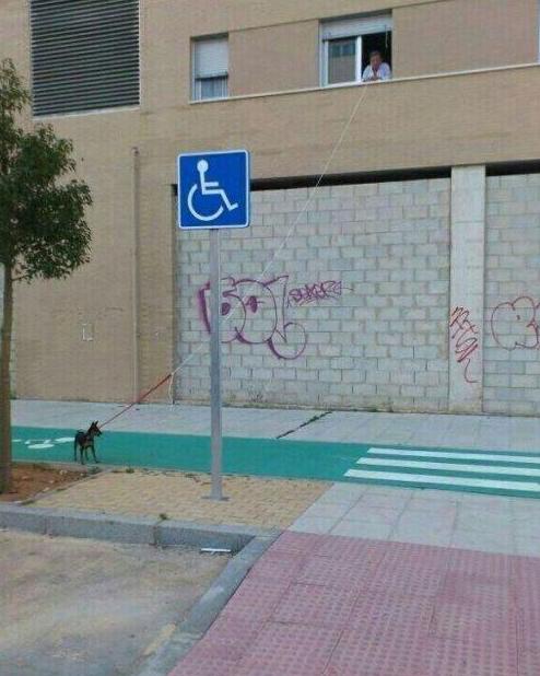 现代遛狗的最高境界 现代遛狗的最高境界