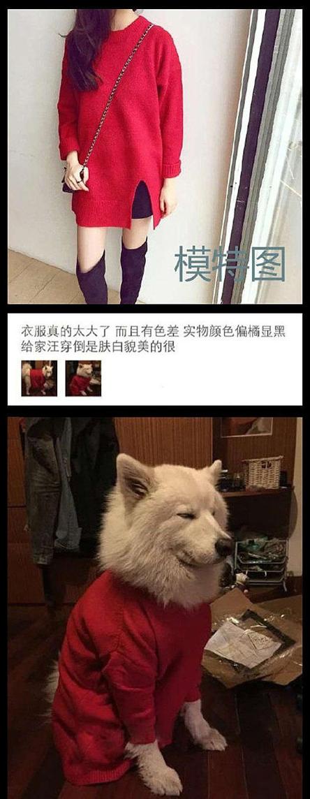 看汪的眼神很有意见啊 看汪的眼神很有意见啊