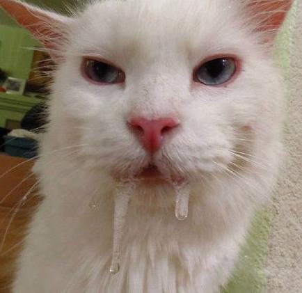 看这表情就知道是个吃货 看这表情就知道是个吃货