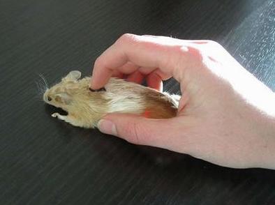 真正的鼠标 真正的鼠标