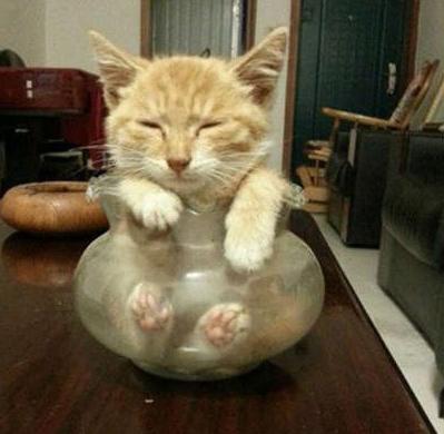 竟然自己趴鱼缸里睡着了 竟然自己趴鱼缸里睡着了