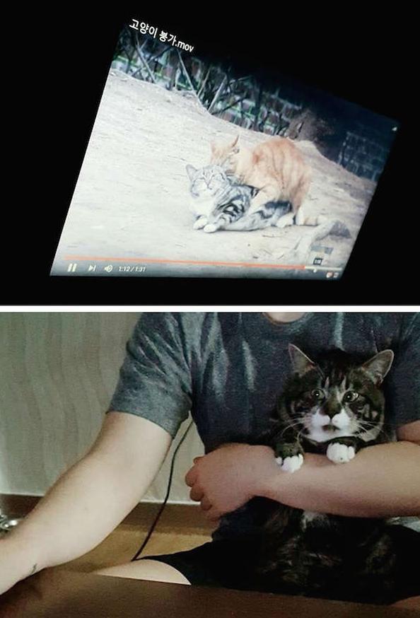 第一次看猫片的喵星人 第一次看猫片的喵星人