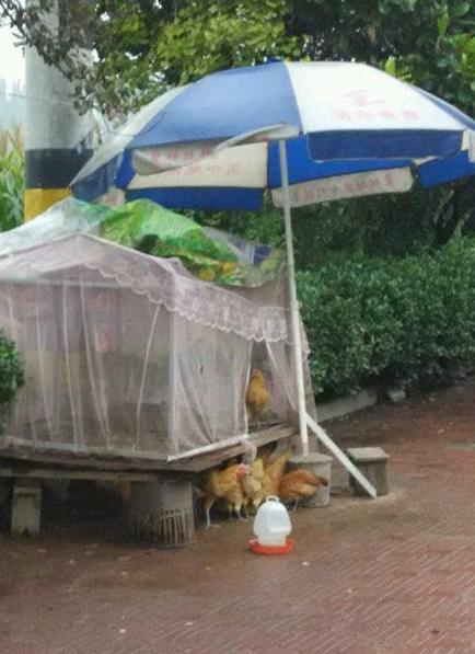 第一次见这么牛逼的鸡窝 第一次见这么牛逼的鸡窝