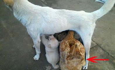 老母鸡你去凑什么热闹啊 老母鸡你去凑什么热闹啊