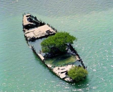 船上有过什么种子呢 船上有过什么种子呢