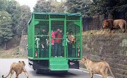 花钱进笼子让狮子老虎参观 花钱进笼子让狮子老虎参观