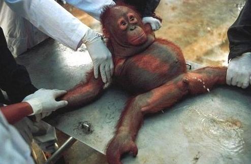 被一帮人类吓尿了 被一帮人类吓尿了