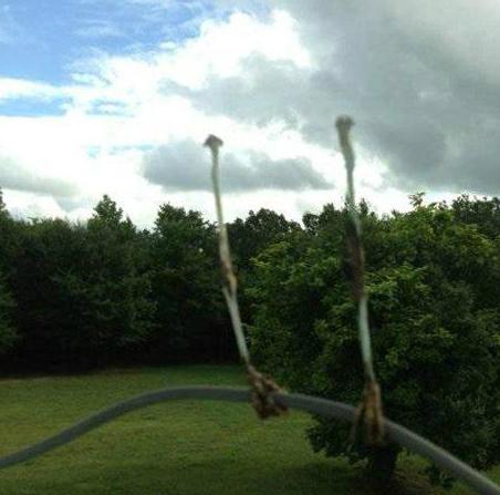 被高压电直接电没了的鸟 被高压电直接电没了的鸟