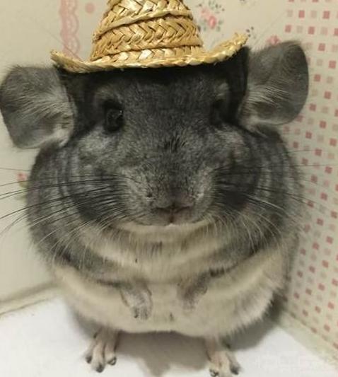 请叫我草帽小子 请叫我草帽小子