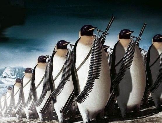 这企鹅武装起来太酷了 这企鹅武装起来太酷了